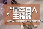 “星空真人”生猪保险理赔猫腻频出:查勘人员售病死猪信息牟利(图1) 星空平台